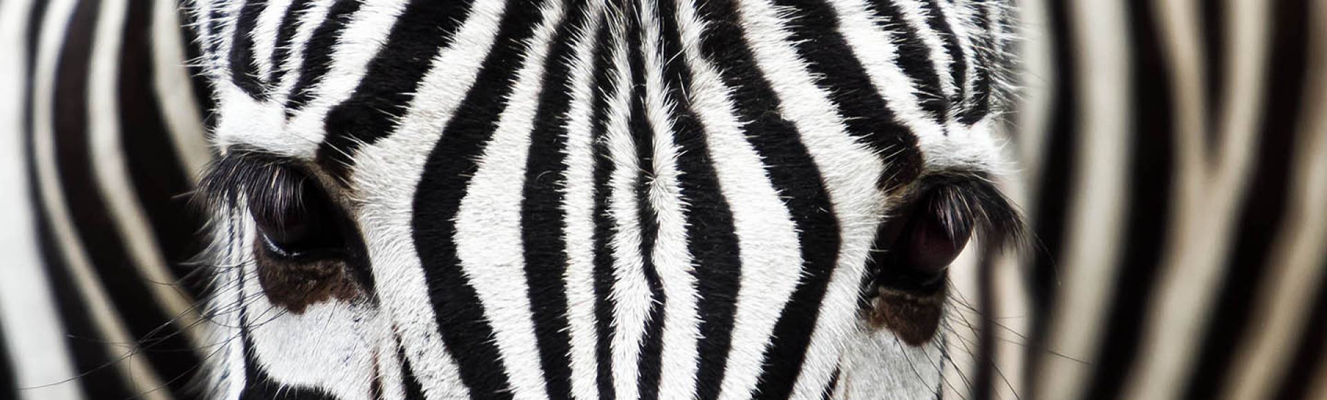 Inspiration illusion deco zebre Inspiration illusion deco zebre