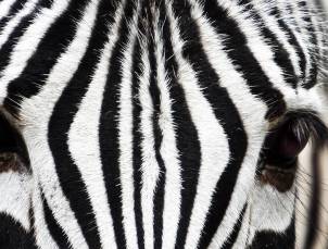 Inspiration illusion deco zebre