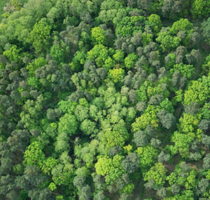 Inspiration ciel terre deco cime arbre Inspiration ciel terre deco cime arbre