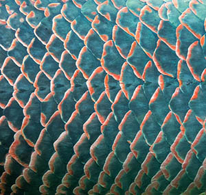 Inspiration illusion deco ecailles macro Inspiration illusion deco ecailles macro