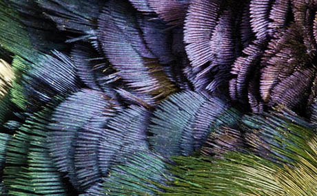 Inspiration illusion deco plumes macro