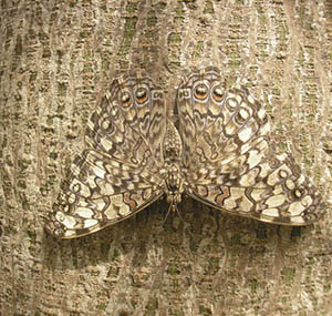 Inspiration illusion deco papillon Inspiration illusion deco papillon